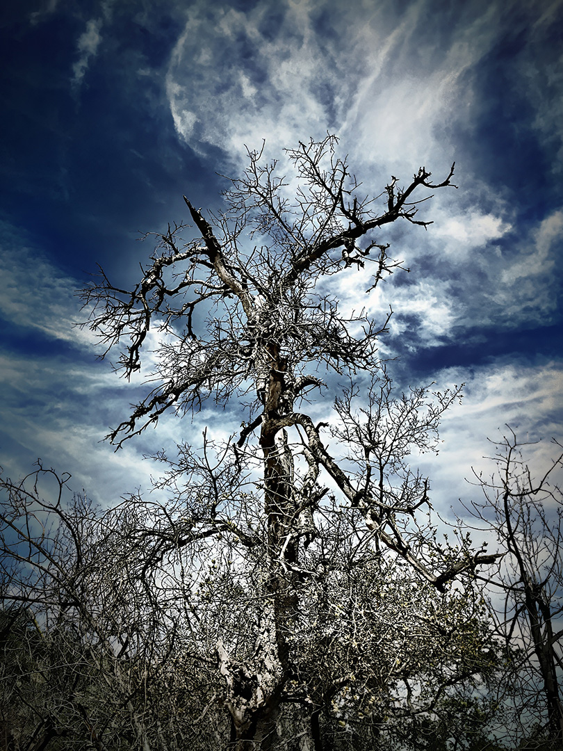 Skyward Reach
